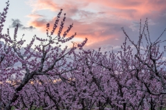 Cherry_Blossoms_Auburn-0070